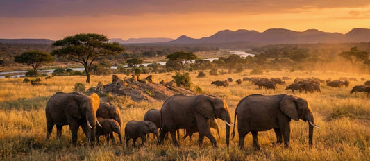 The Big Five Animals in South Africa – Icons of African Wildlife
